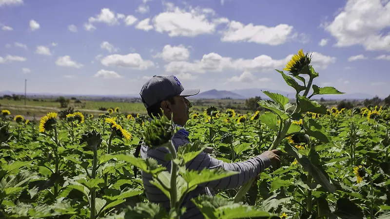 Temporada de girasoles 4